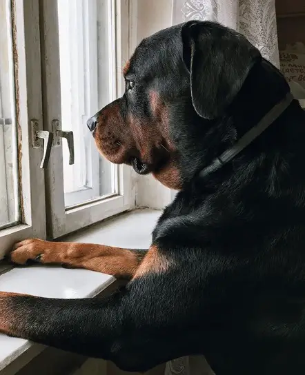 Rottweiler standing up leaning by the window sill while looking outside