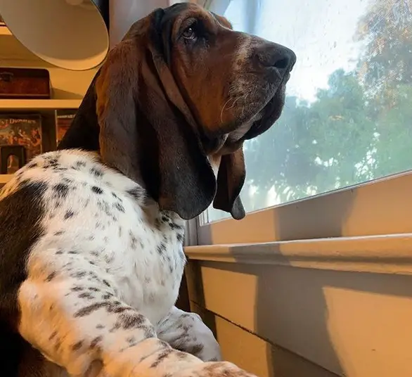 Basset Hound looking outside the window