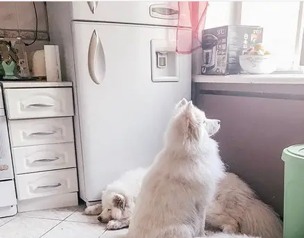 A Samoyed Dog sitting on the floor looking outside the window and one is sleeping on the floor
