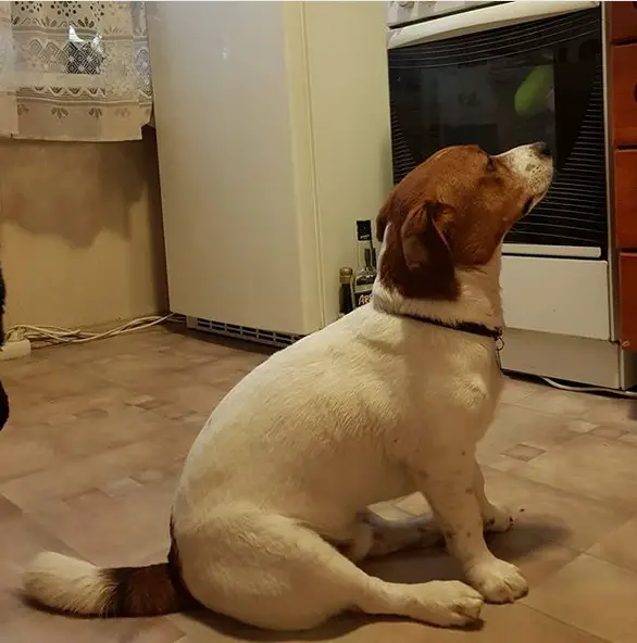 Jack Russell Terrier sitting on the kitchen floor while looking up begging for food