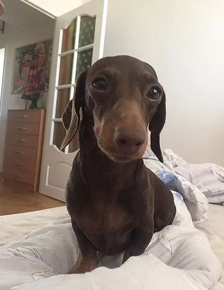 Dachshund sitting on the bed