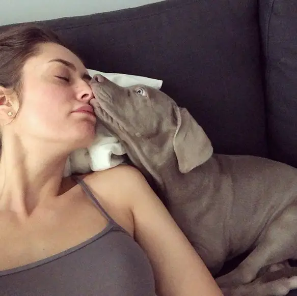 A Weimaraner puppy with its mouth on the nose of a woman lying on the couch