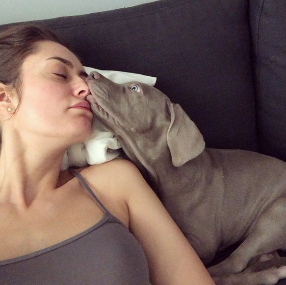 A Weimaraner puppy with its mouth on the nose of a woman lying on the couch