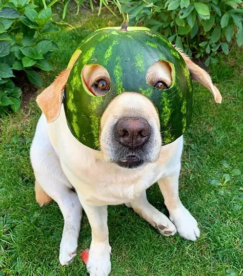 A Yellow Labrador wearing a watermelon helmet while sitting on the grass in the garden