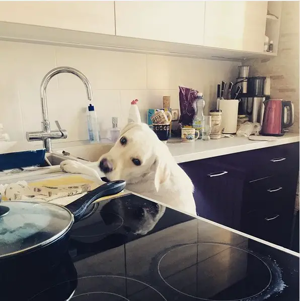 A Yellow Labrador standing up leaning towards the kitchen sink