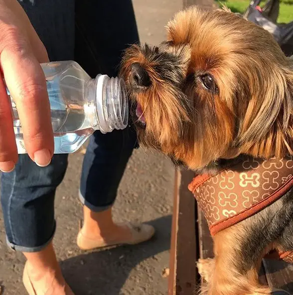 Yorkshire Terrier standing on the bench while drinking a bottle of water being help by a woman