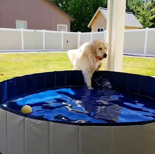 A Golden Retriever getting inside the pool in the backyard while holding a toy with its mouth