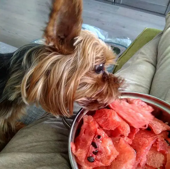 Yorkshire Terrier eating watermelon from the bowl