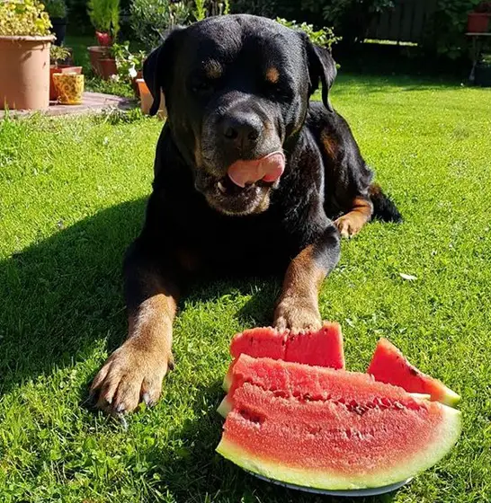A Rottweiler lying in the yard while licking its mouth behind the slice of watermelon
