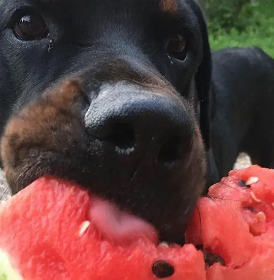 A Rottweiler eating watermelon