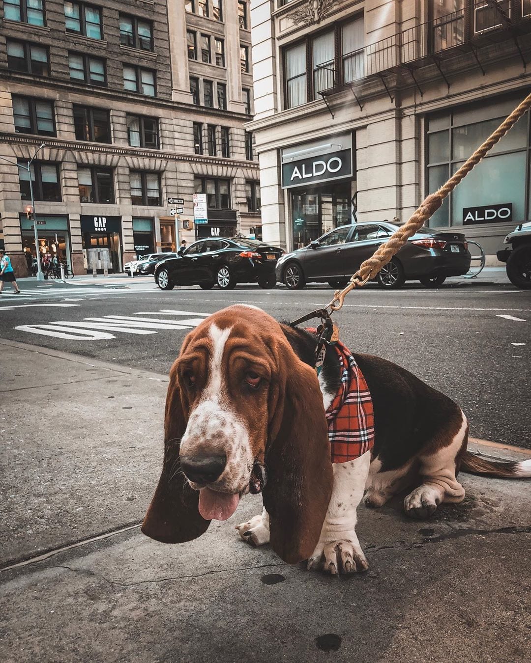 Basset Hound Dog taking a walk in the streets