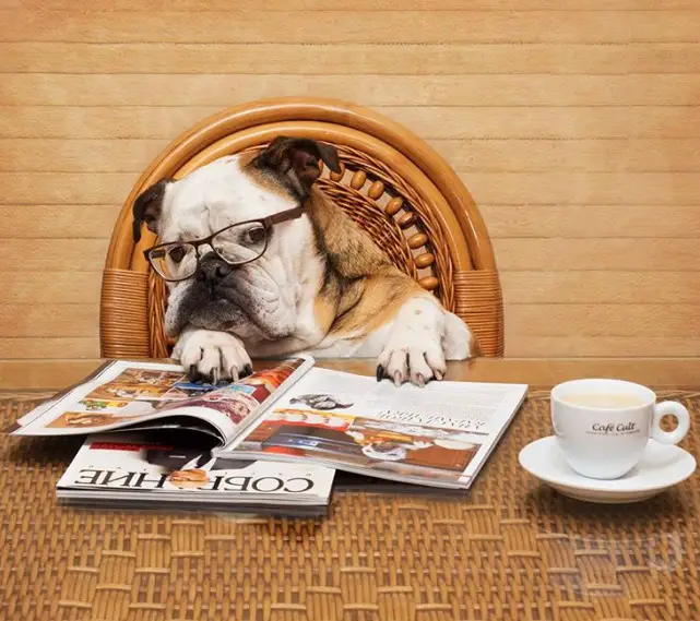 Bulldog wearing glasses while sitting across the table with magazines and cup of coffee