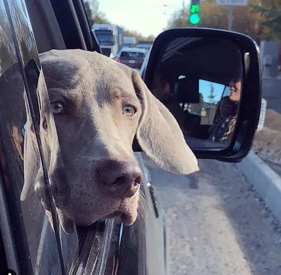 A Weimaraner in the passenger seat with its head out in the window while staring outside