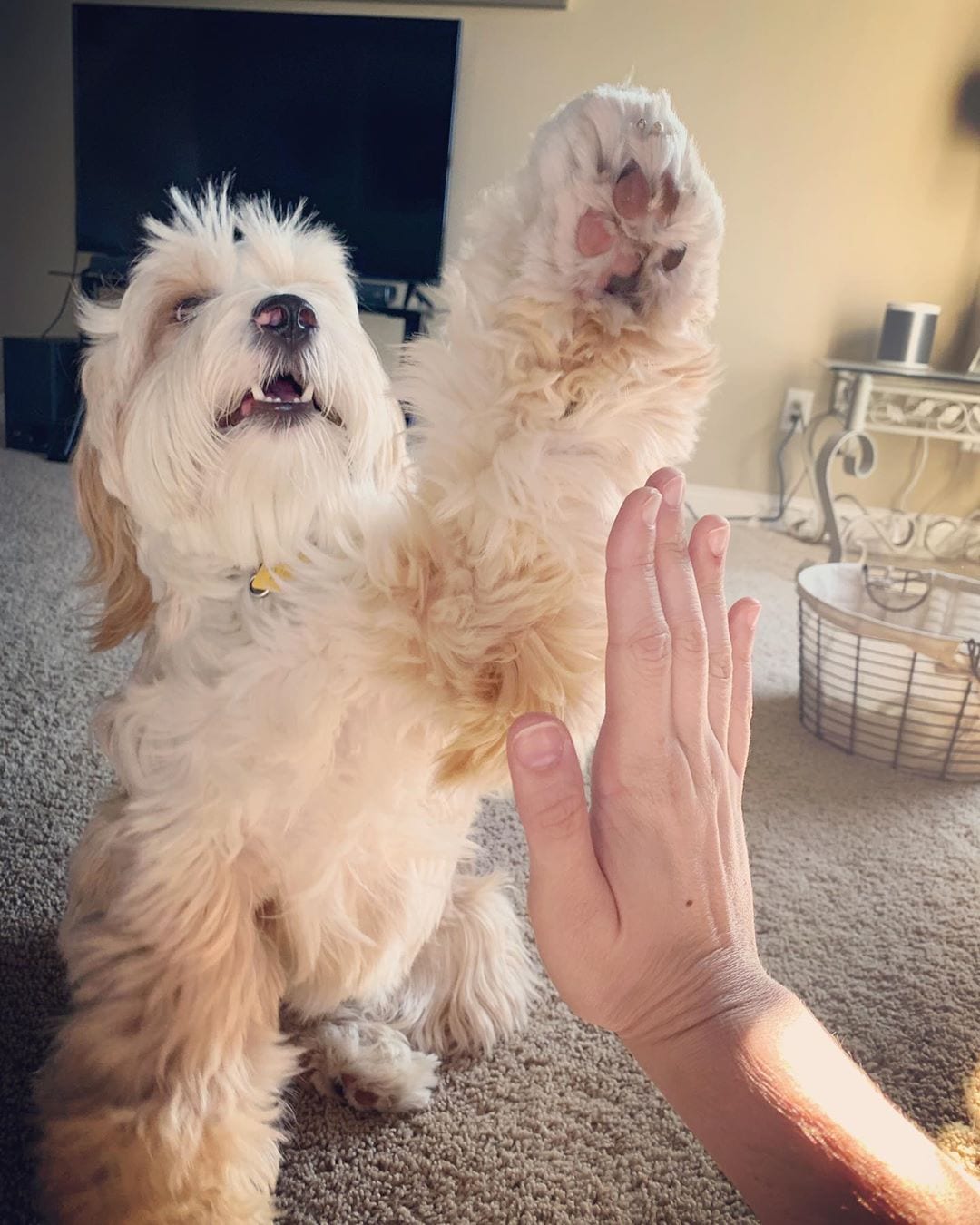 A Tibetan Terrier sitting on the floor while giving a paw towards the hand of the woman in front of him