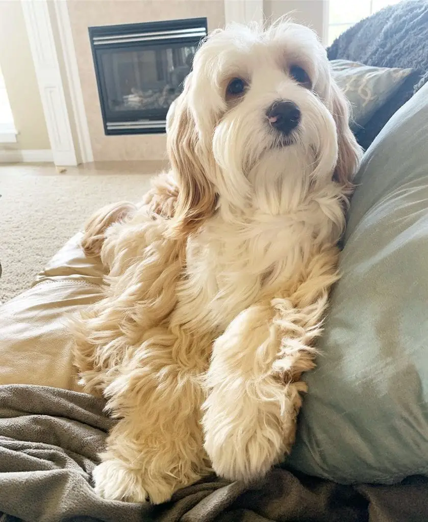A Tibetan Terrier sitting on the couch