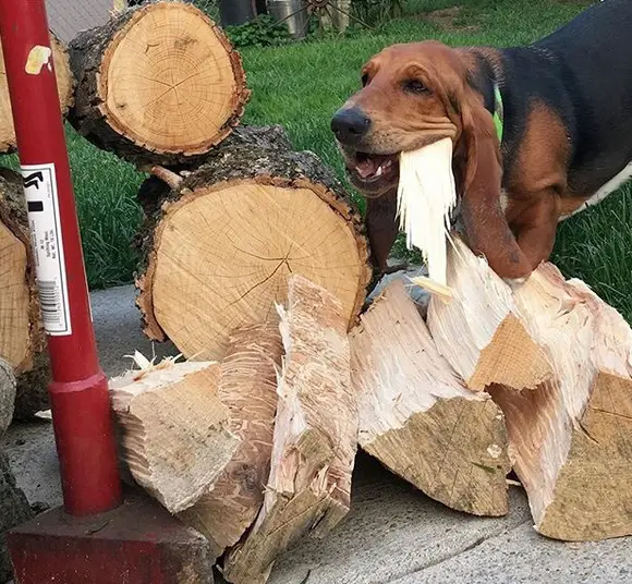 Basset Hound chewing a wood
