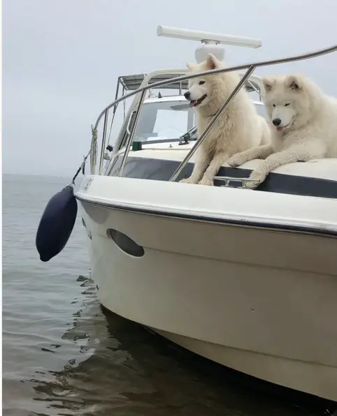 two Samoyed Dog lying on top of a boat floating in the ocean