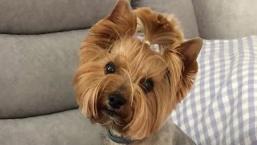 14 Yorkies Mixed With Jack Russell Terrier The Paws 14 Yorkies Mixed With Jack Russell Terrier The Paws