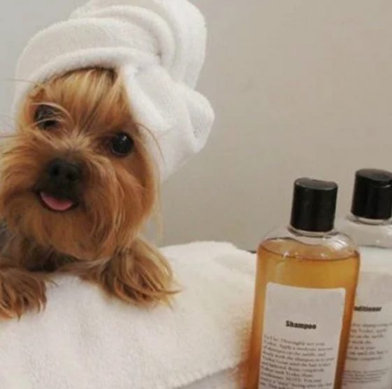 cute Yorkshire Terrier