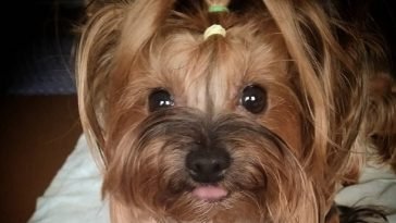 14 Yorkies Mixed With Jack Russell Terrier The Paws 14 Yorkies Mixed With Jack Russell Terrier The Paws