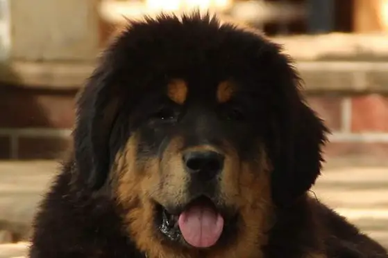 A Tibetan Mastiff lying on the pavement with its tongue out