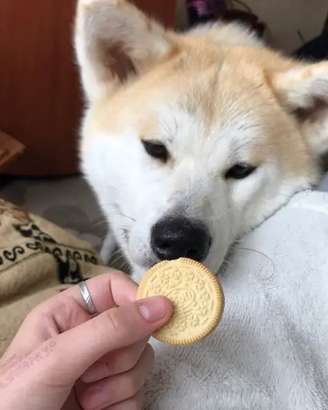 Akita Inu smelling a biscuit