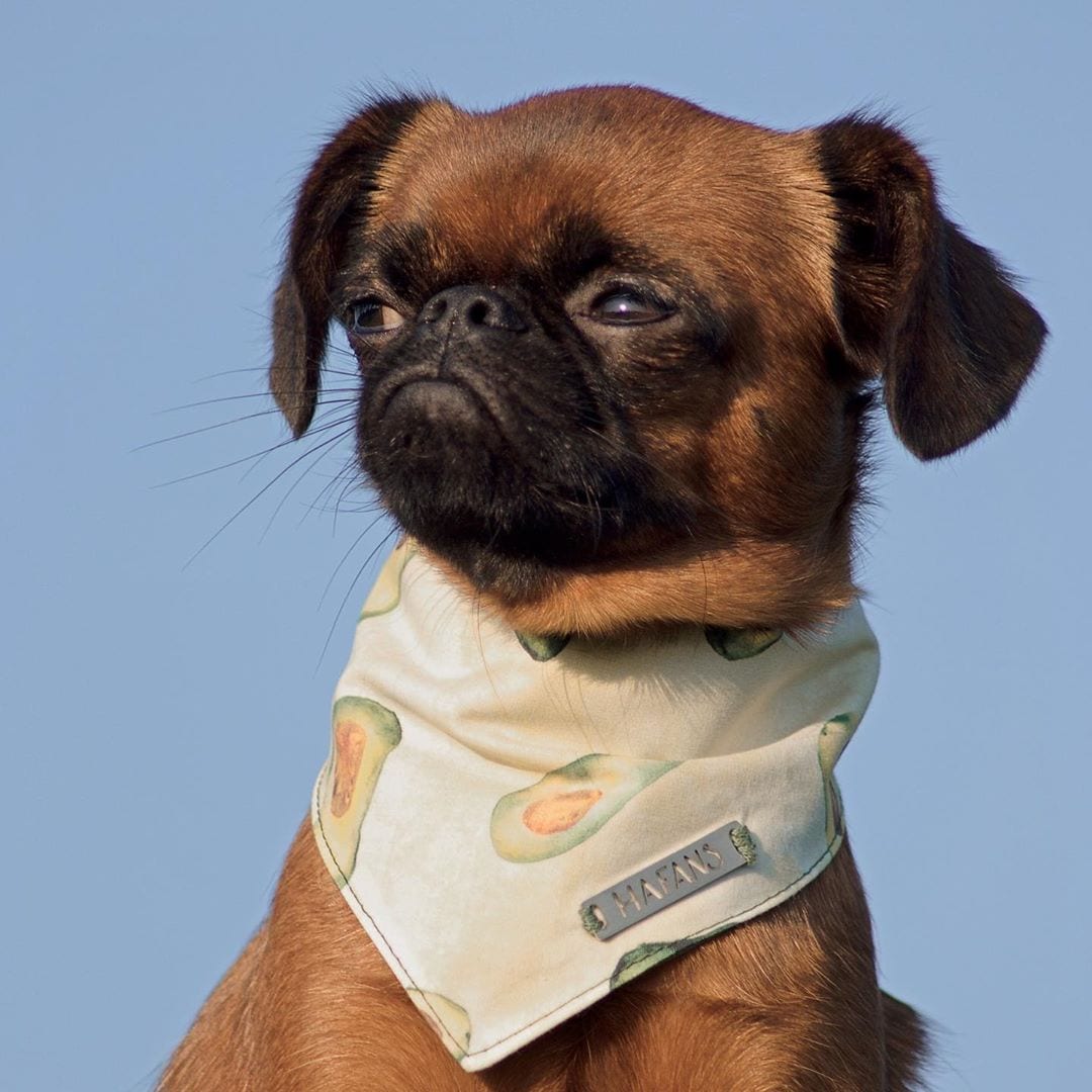 A Brussels Griffon wearing a scarf with avocado prints