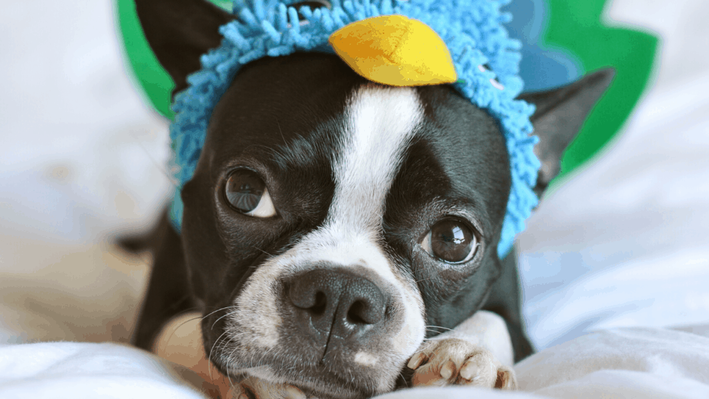 10 Best “Home Alone” Dog Breeds for Someone Who Works All Day – The Paws