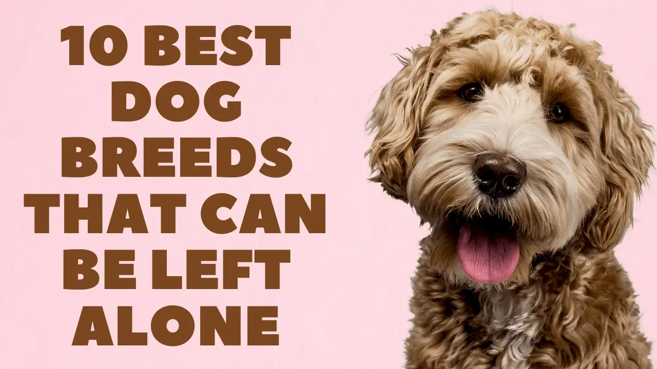 best dogs that can be left alone