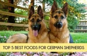 best dog food for german shepherd