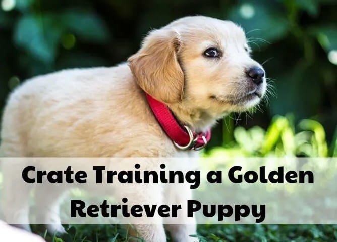 crate for golden retriever puppy