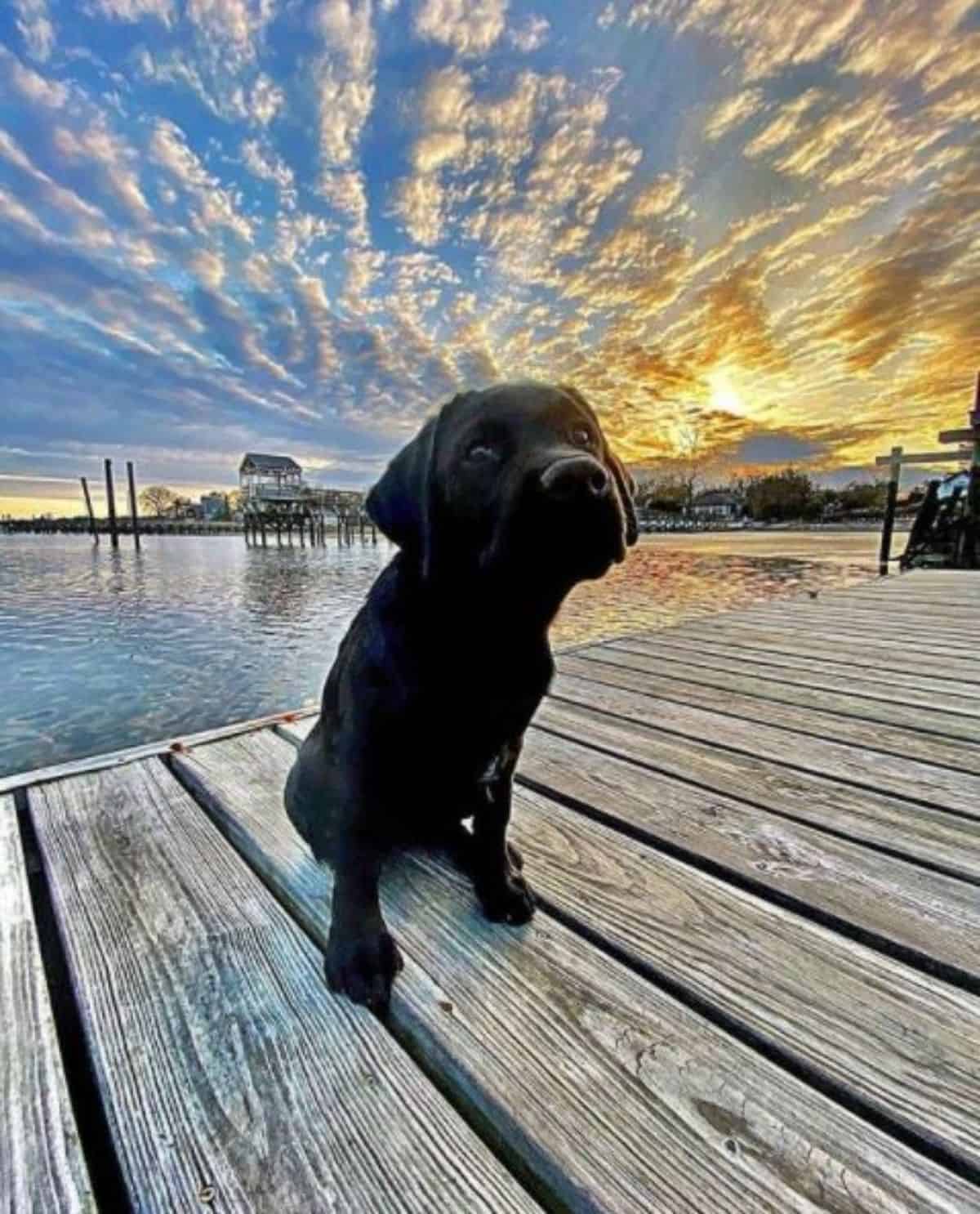 black labrador 