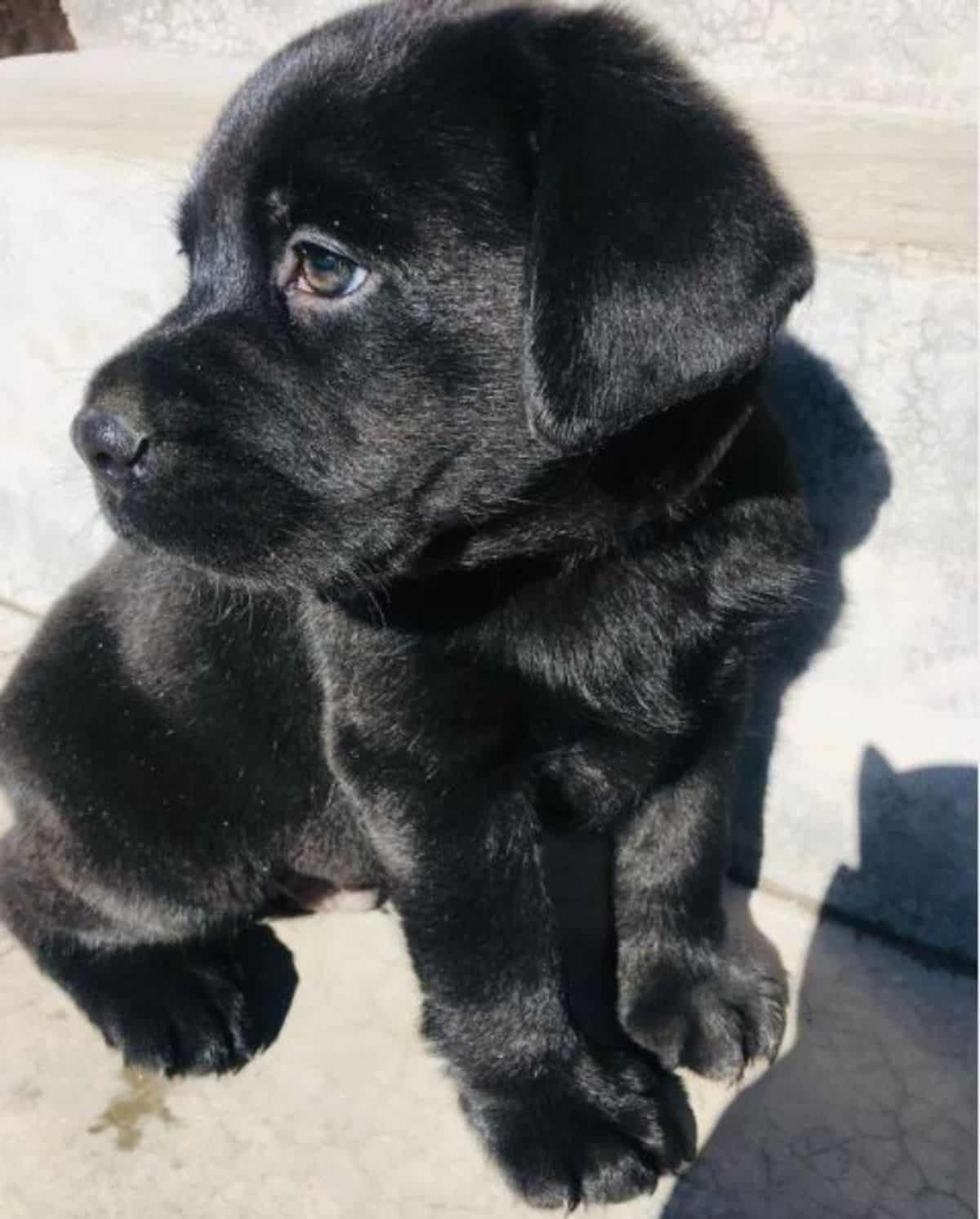 black puppy labrador 