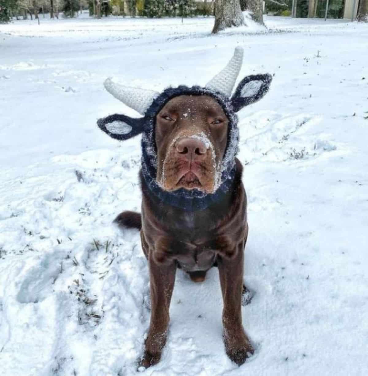 brown labrador 