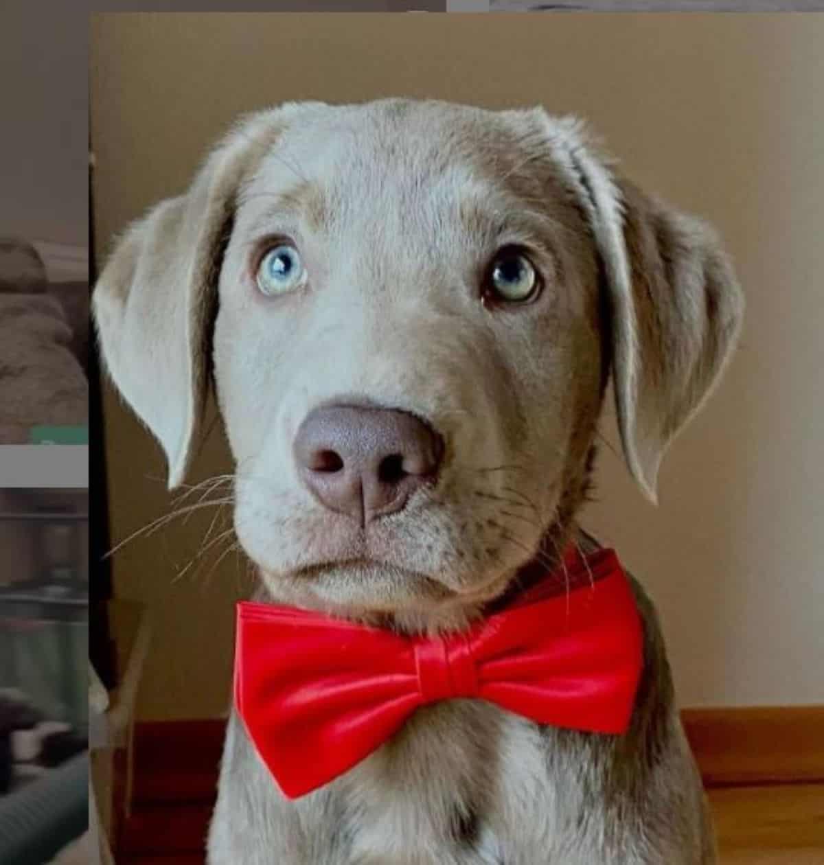 puppy labrador with bow tie 