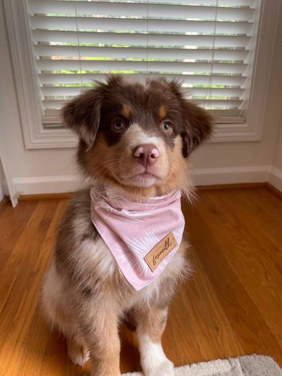 Dog bandana 