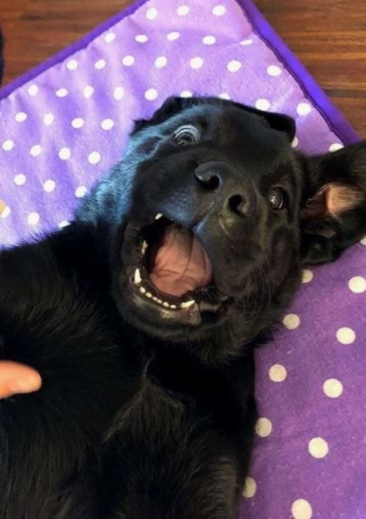 funny face black labrador 