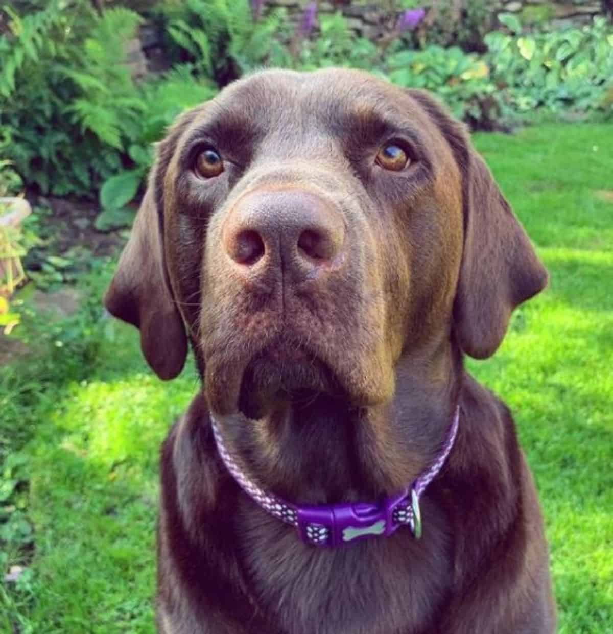 brown labrador 