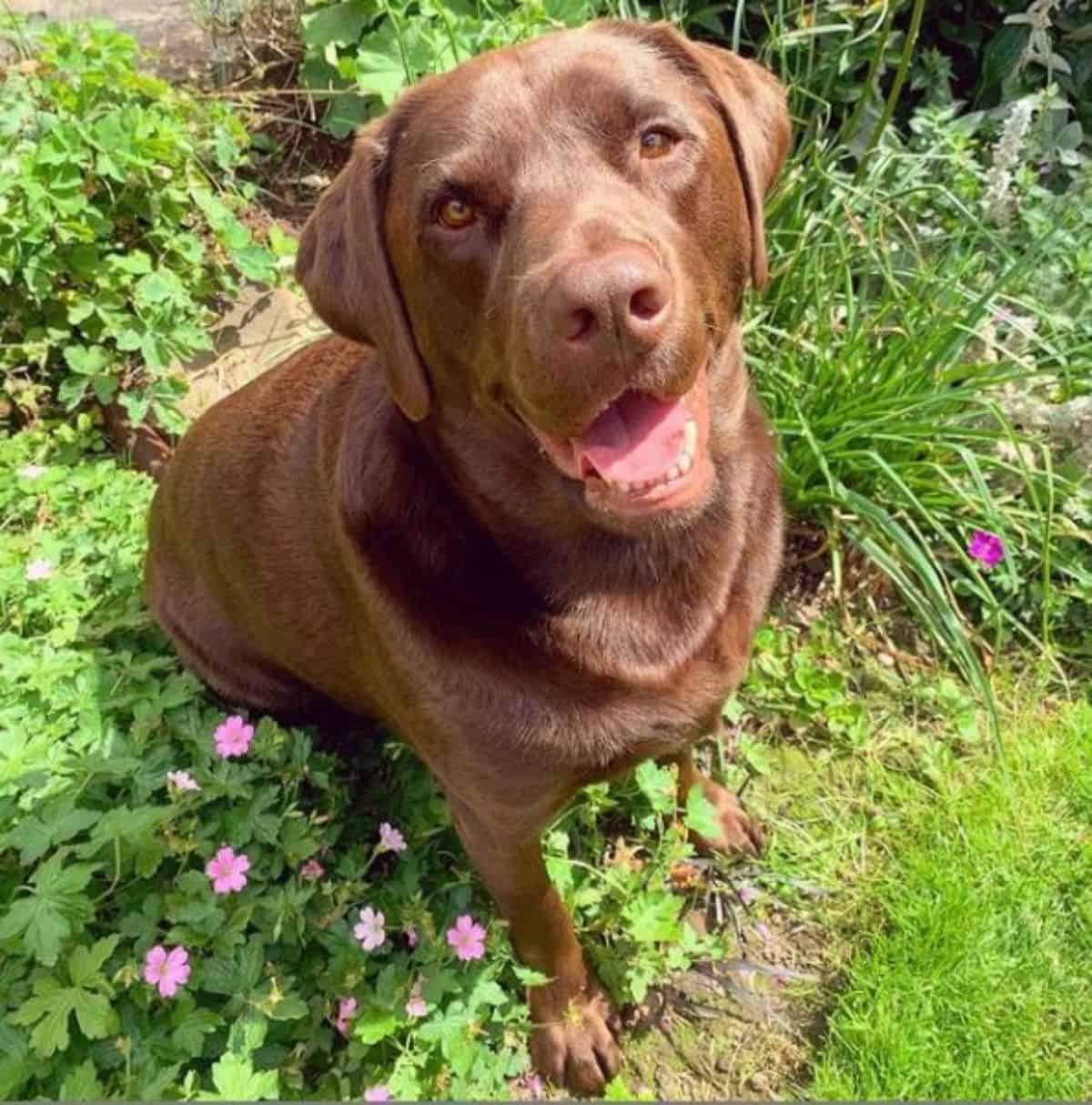 flowers and labrador 