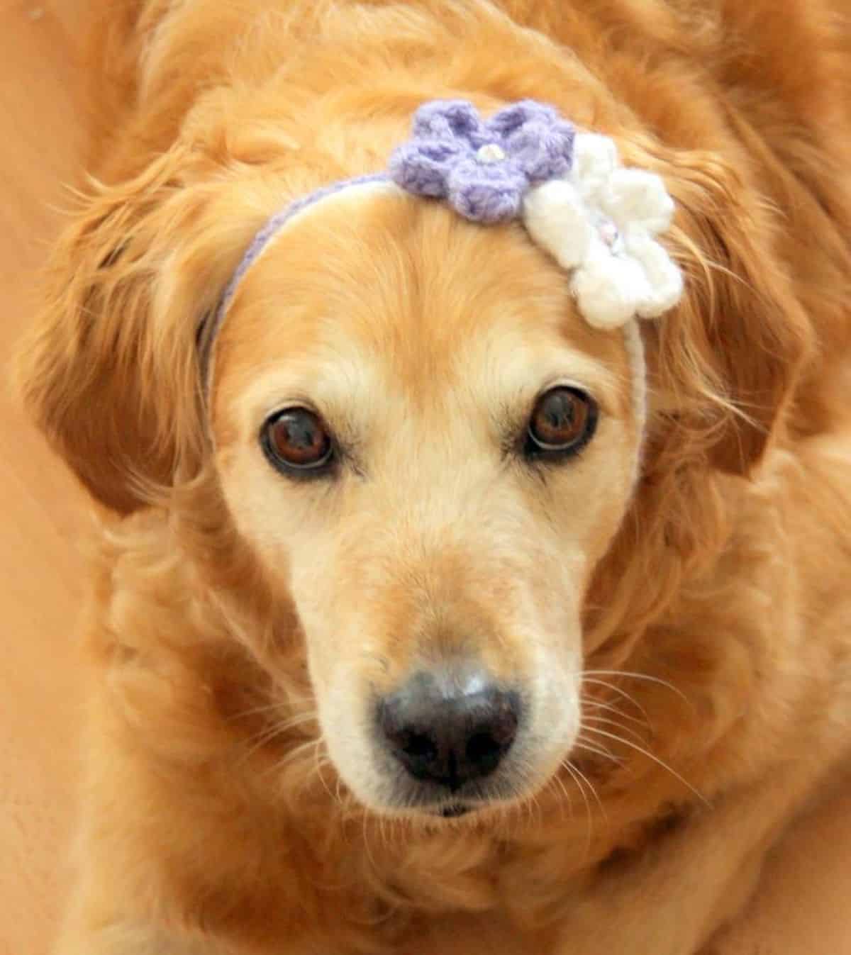 flower headband/collar 