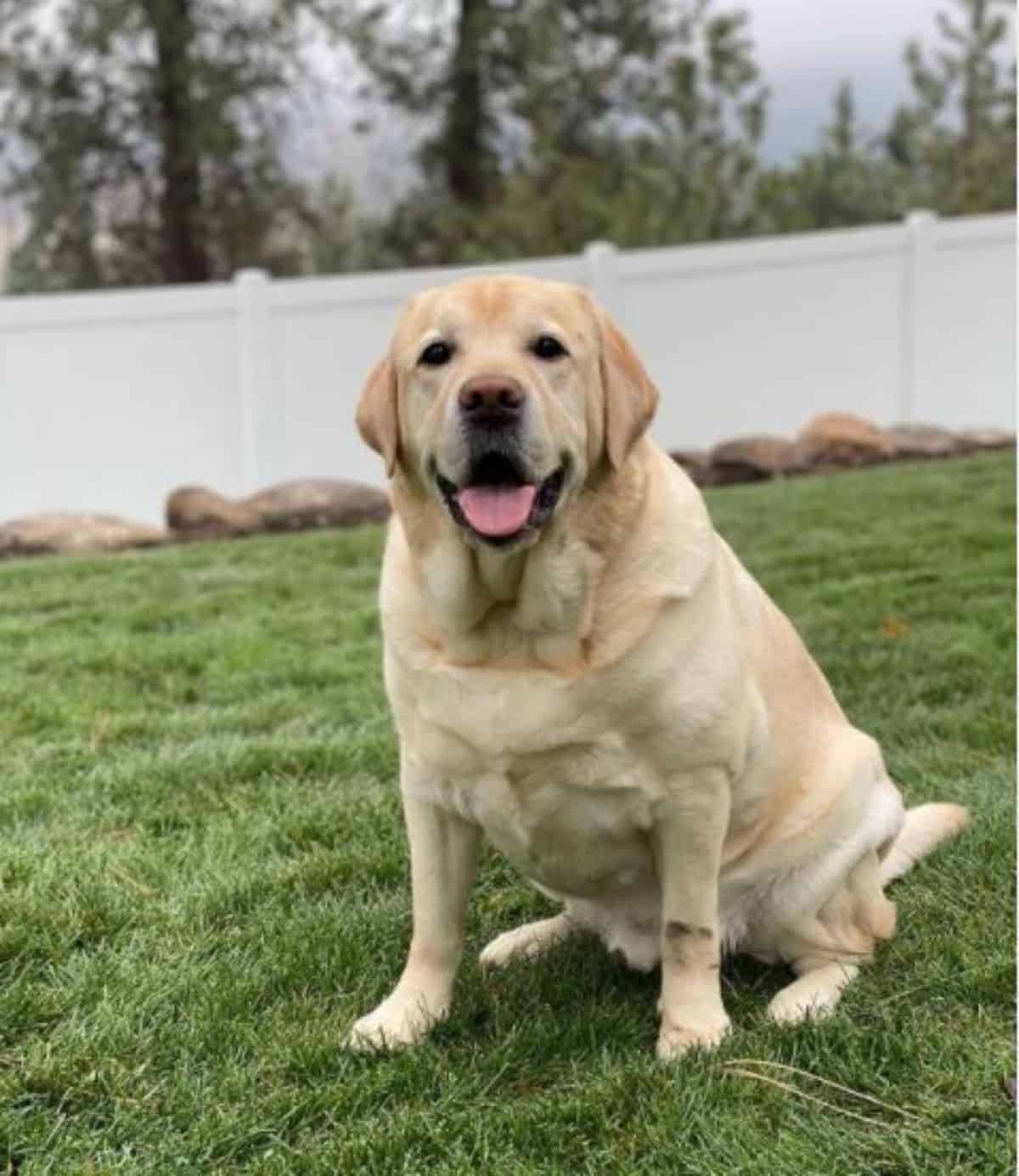 yellow labrador 