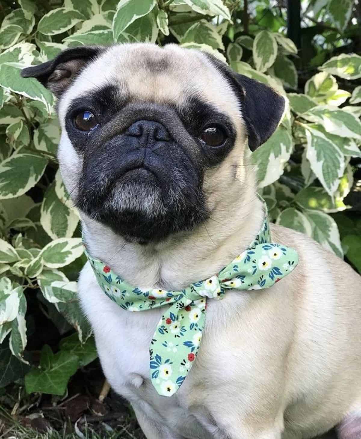 green dog neckerchief