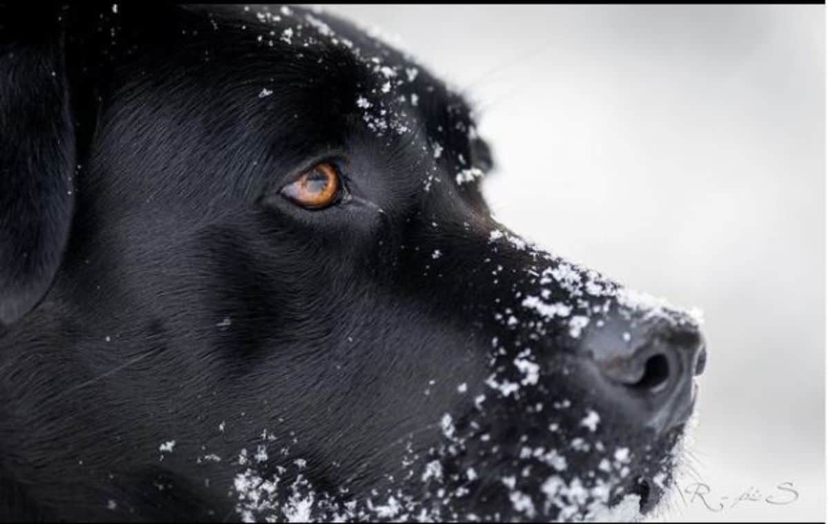 black labrador face 