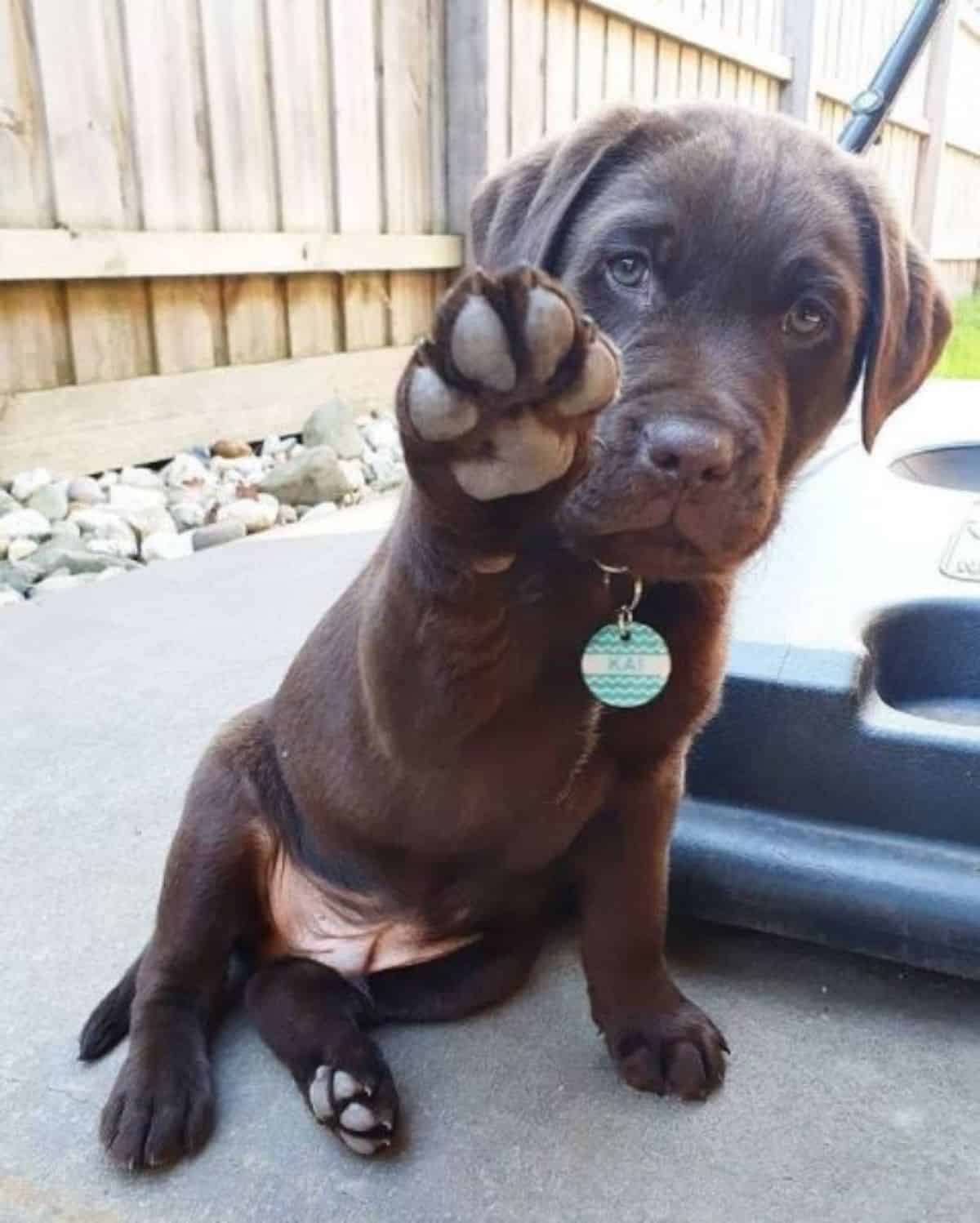 cute chocolate labrador