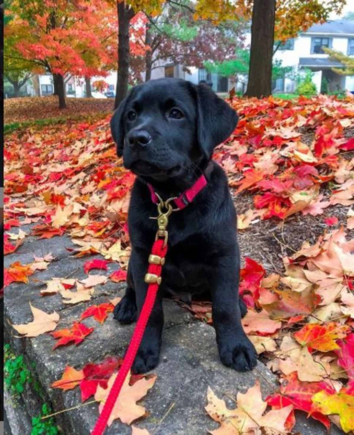 labrador in autumn 