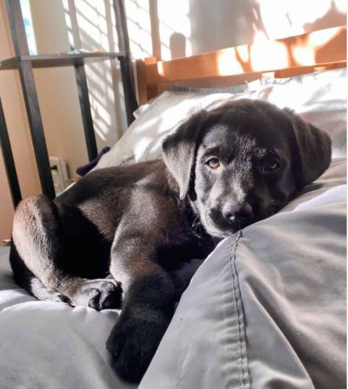 cute black labrador 