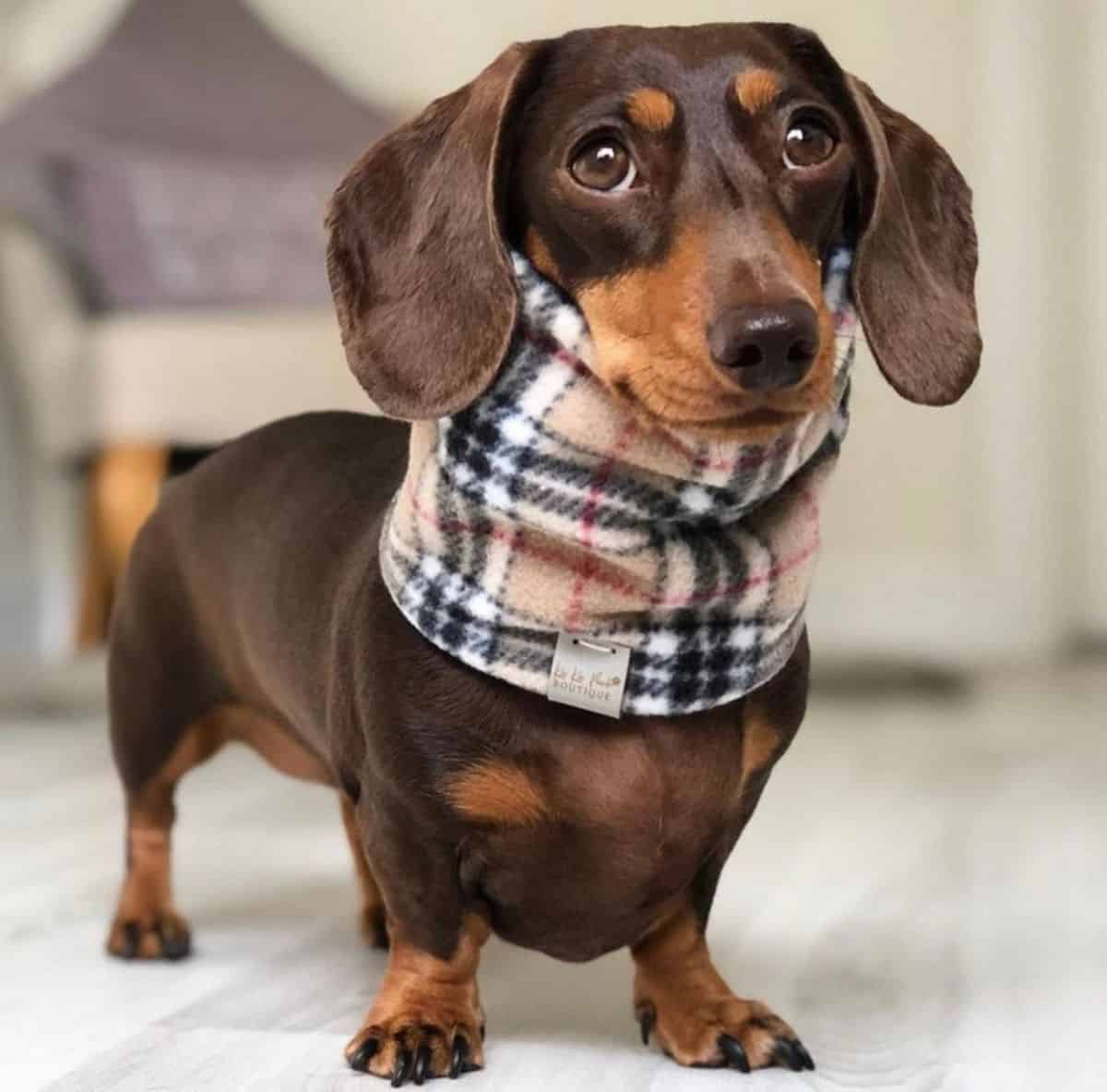 fleece dog snood 