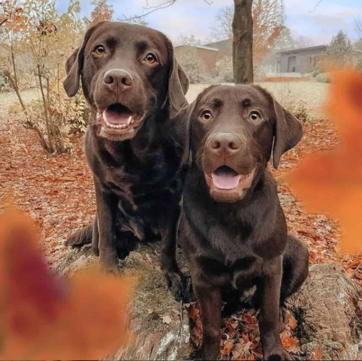 two chocolate labradors 