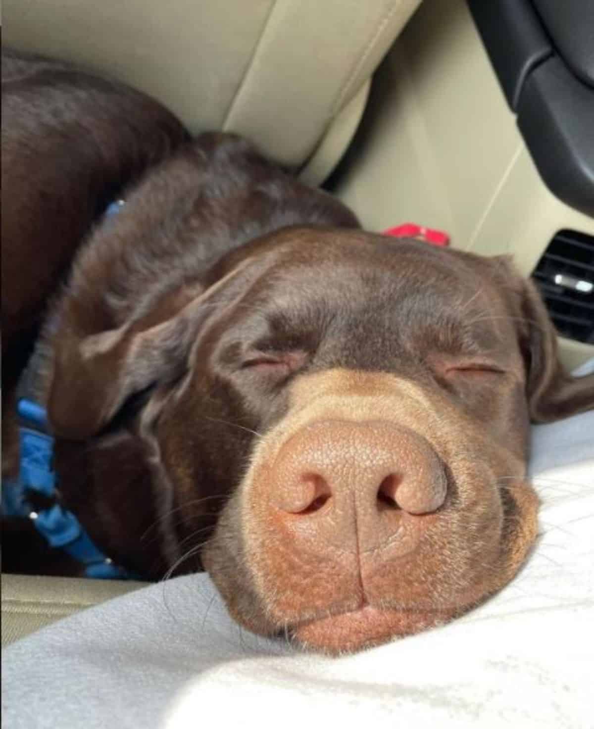 sleeping labrador 