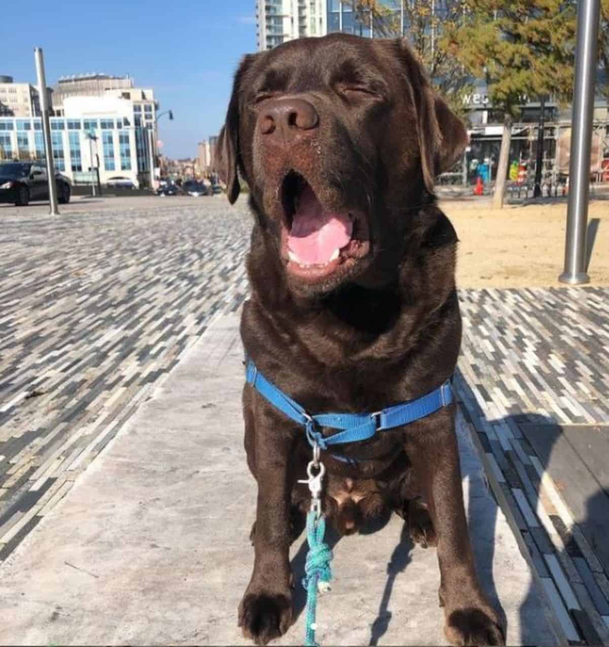 yawning labrador 